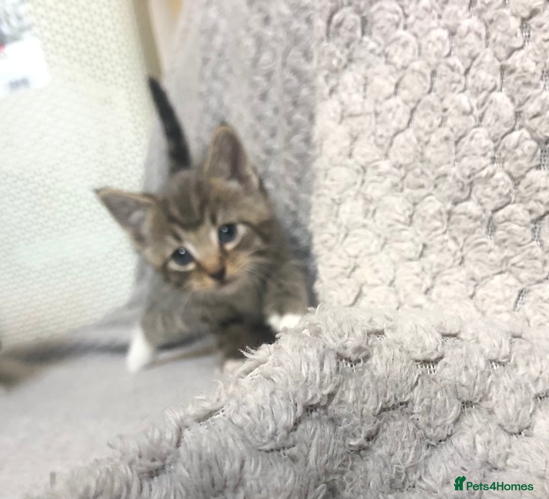 Mixed Breed cats for sale: Gorgeous Tabby kittens 7 weeks old  - Image 10