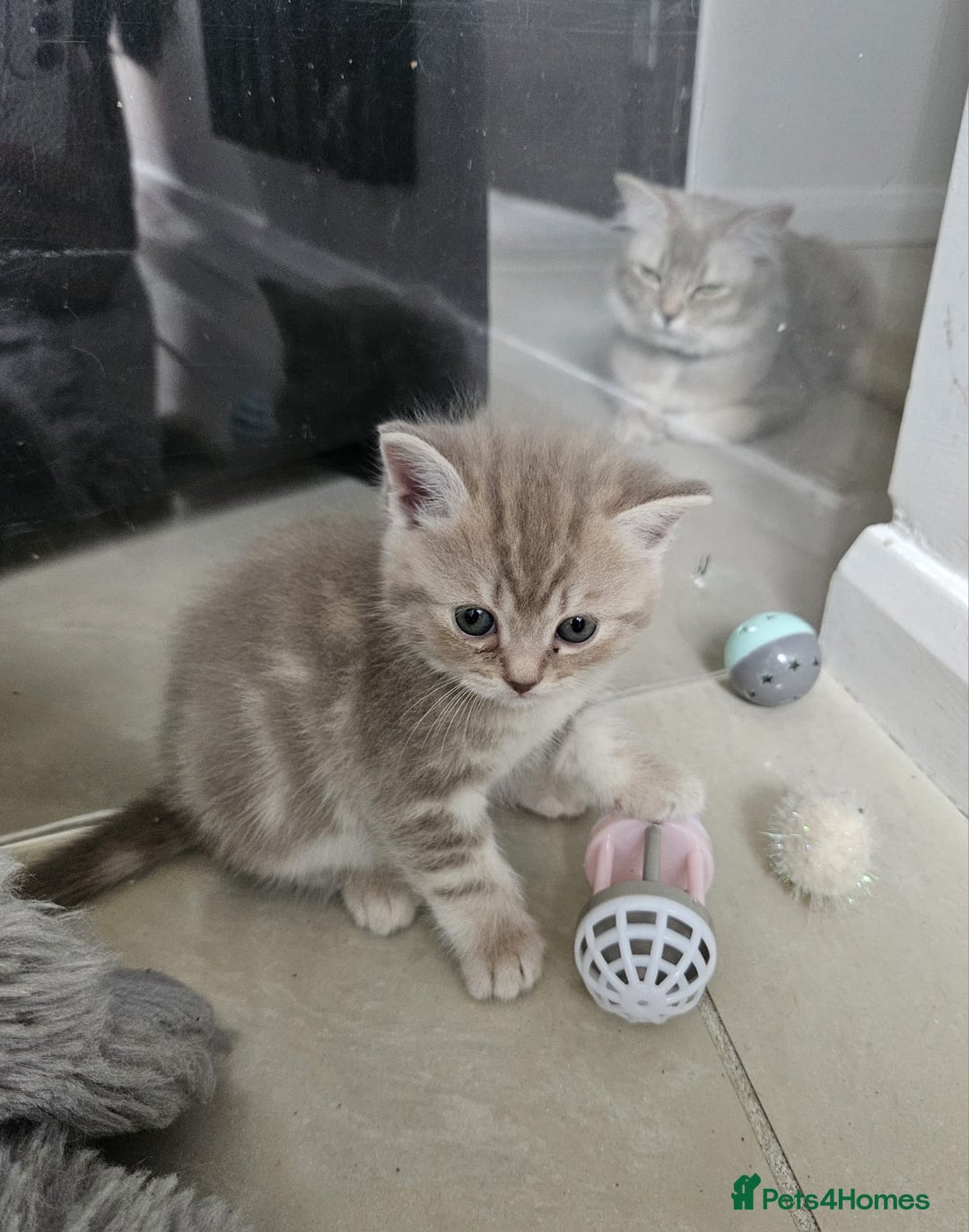 Burmese cats for sale: Beautiful Burmese x British kittens for sale 🤍  - Image 32