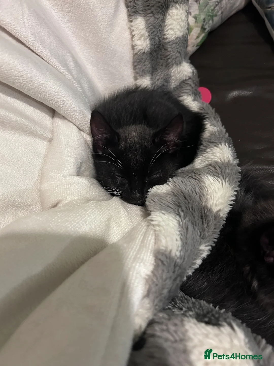 Mixed Breed cats for sale: 2 male kittens - Advert 6