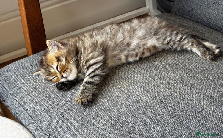 Persian cats in London - Advert 15