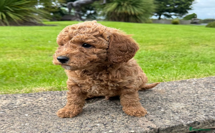 Miniature Poodle dogs - Advert 13