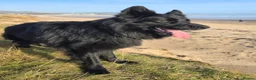 German Shepherd dogs for sale: German Shepherd Long Hair Black Litter  - Advert 7