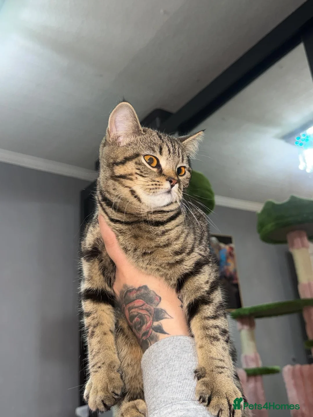 British Shorthair cats for sale: British Shorthair Female in Bradford - Advert 1