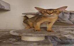 Abyssinian cats for sale: Beautifull Queen 🥰 - Image 4