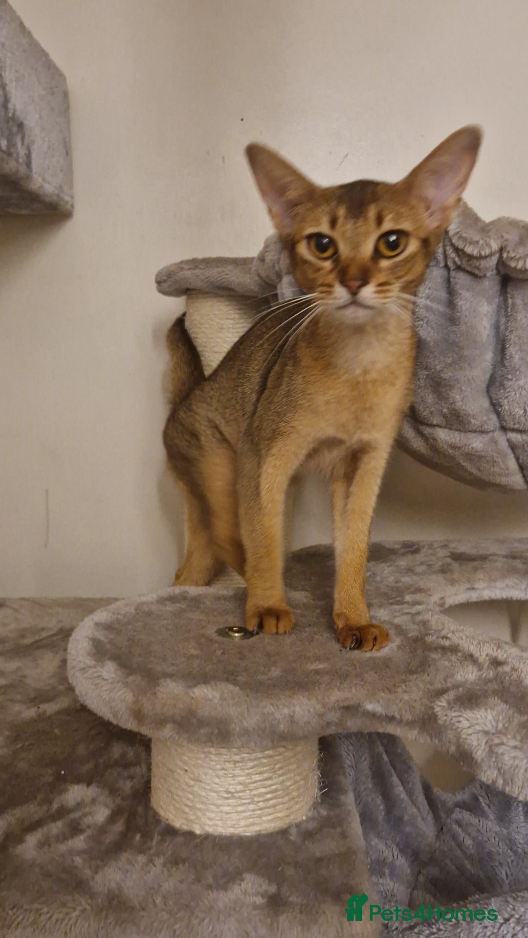 Abyssinian cats for sale: Beautifull Queen 🥰 - Image 4