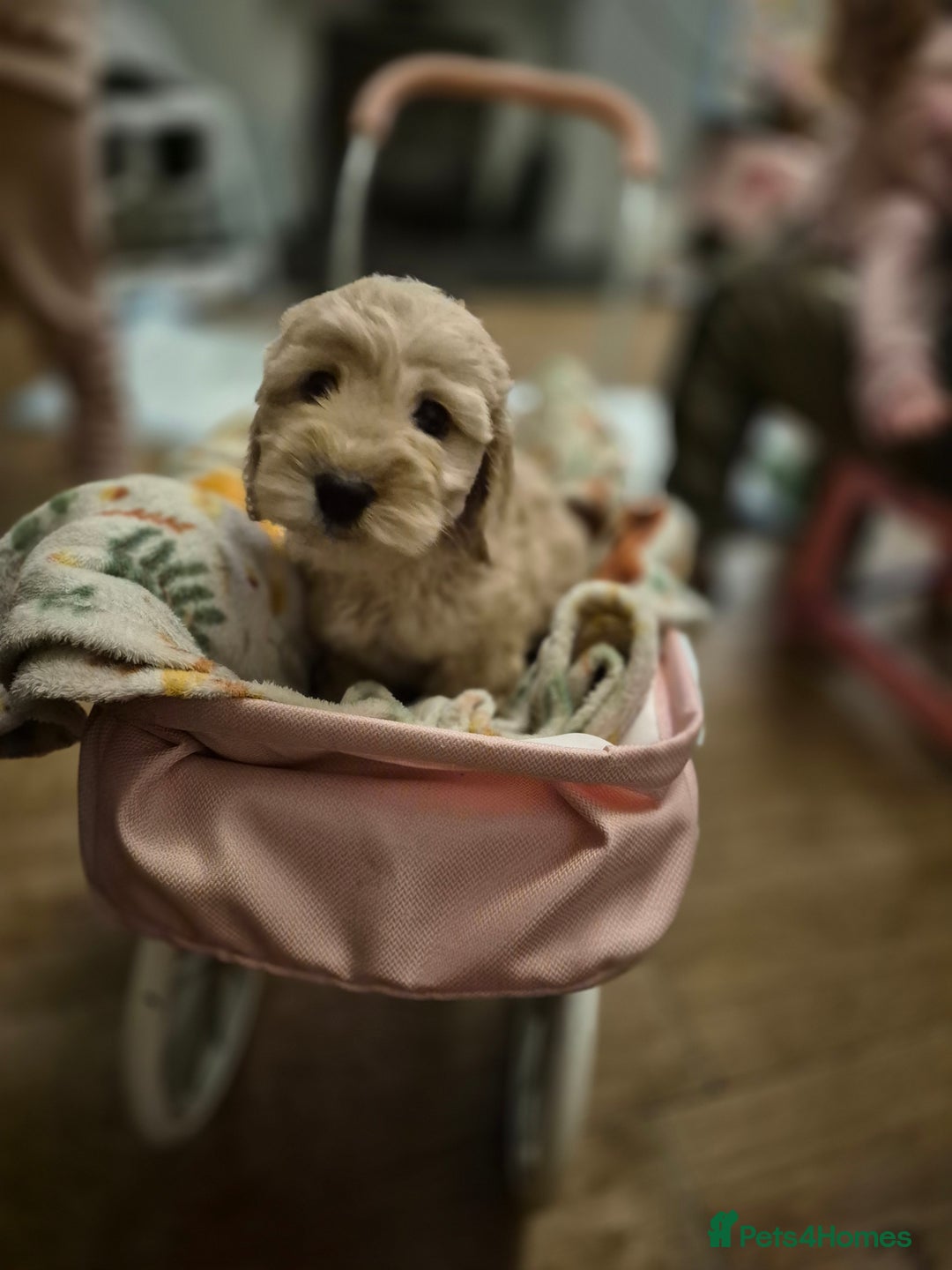 Cockapoo dogs for sale: ***BEAUTIFUL F1B COCKAPOOS*** - Advert 13