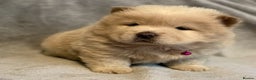 Chow Chow dogs for sale: KC Reg Chow Chow Puppies  - Advert 15