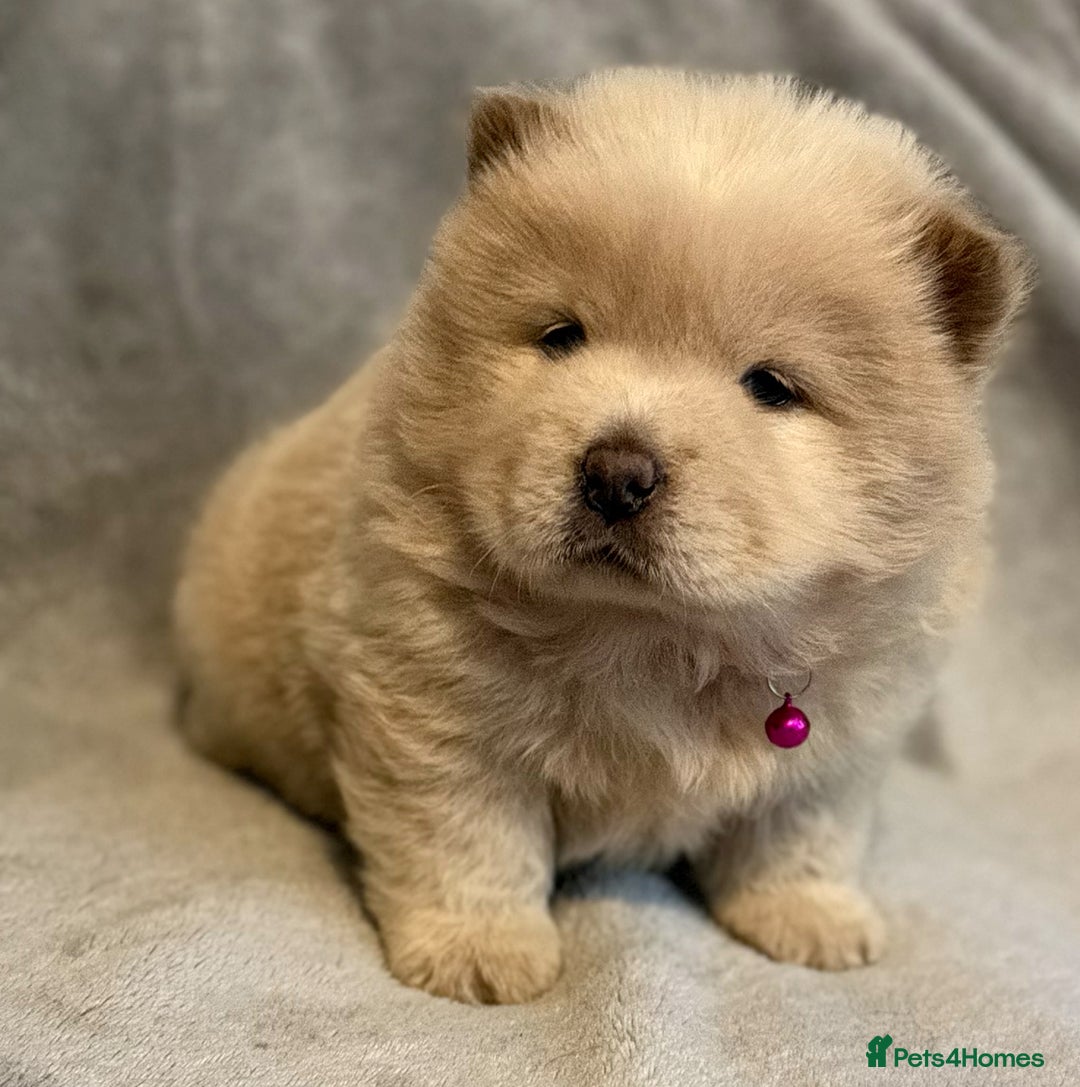 Chow Chow dogs for sale: KC Reg Chow Chow Puppies  - Advert 15