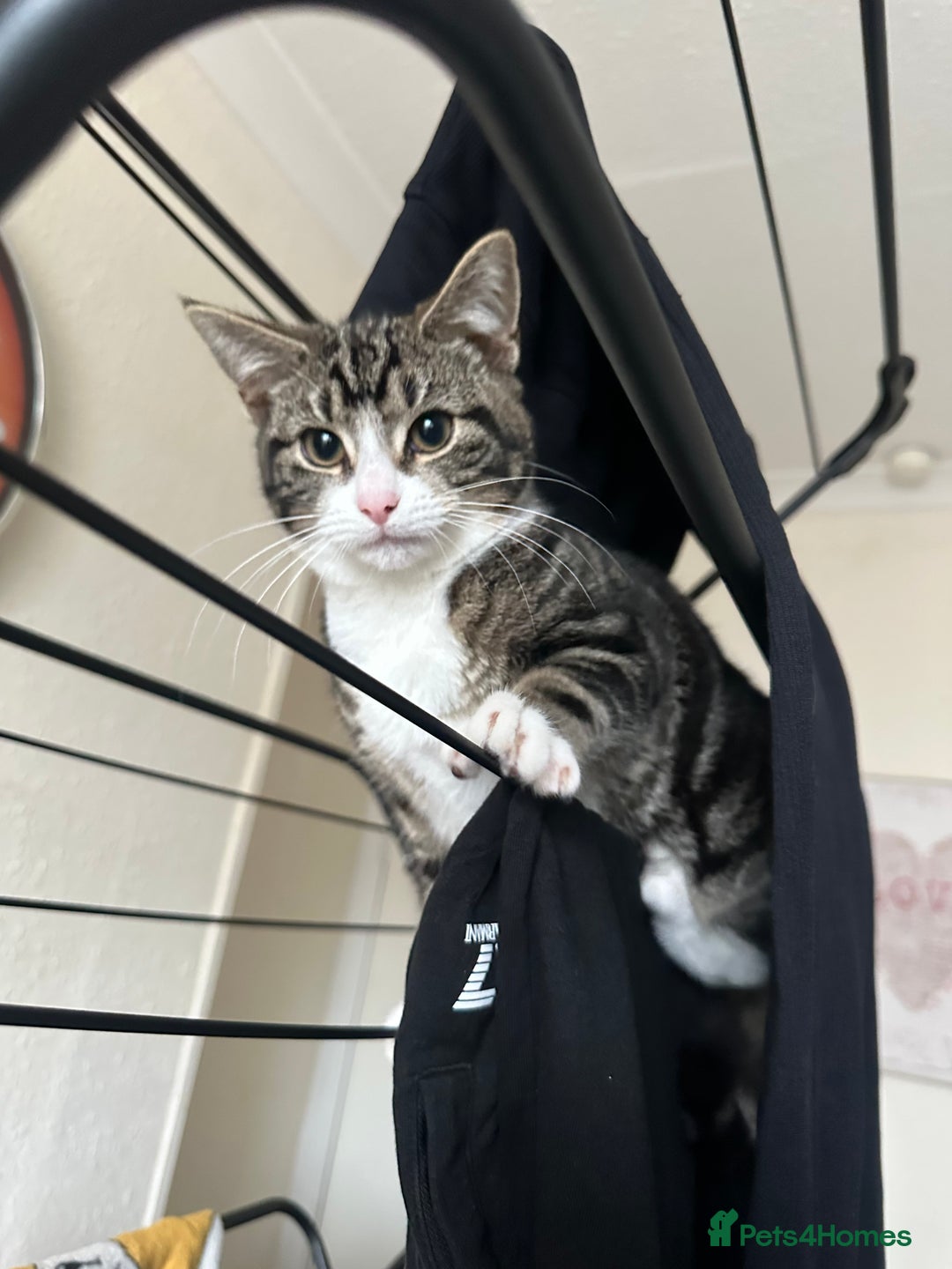 Mixed Breed cats for sale: Tabby female  - Advert 1