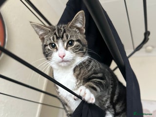 Mixed Breed cats Tabby female - Advert 1