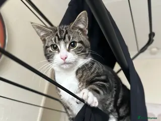 Mixed Breed cats for sale: Tabby female - Advert 2