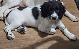 Sprocker dogs for sale: Beautiful male sprocker - Image 2