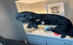 Mixed Breed dogs for sale: 3/4Bedlington 1/4Whippet - Image 18