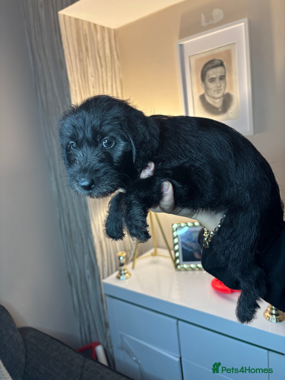 Mixed Breed dogs for sale: 3/4Bedlington 1/4Whippet - Image 18