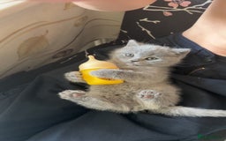 British Shorthair cats for sale: Adorable, Sweet, and Playful    - Image 2