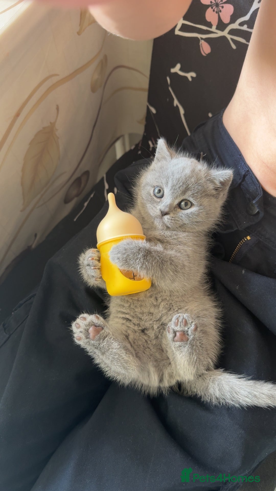 British Shorthair cats for sale: Adorable, Sweet, and Playful    - Image 2