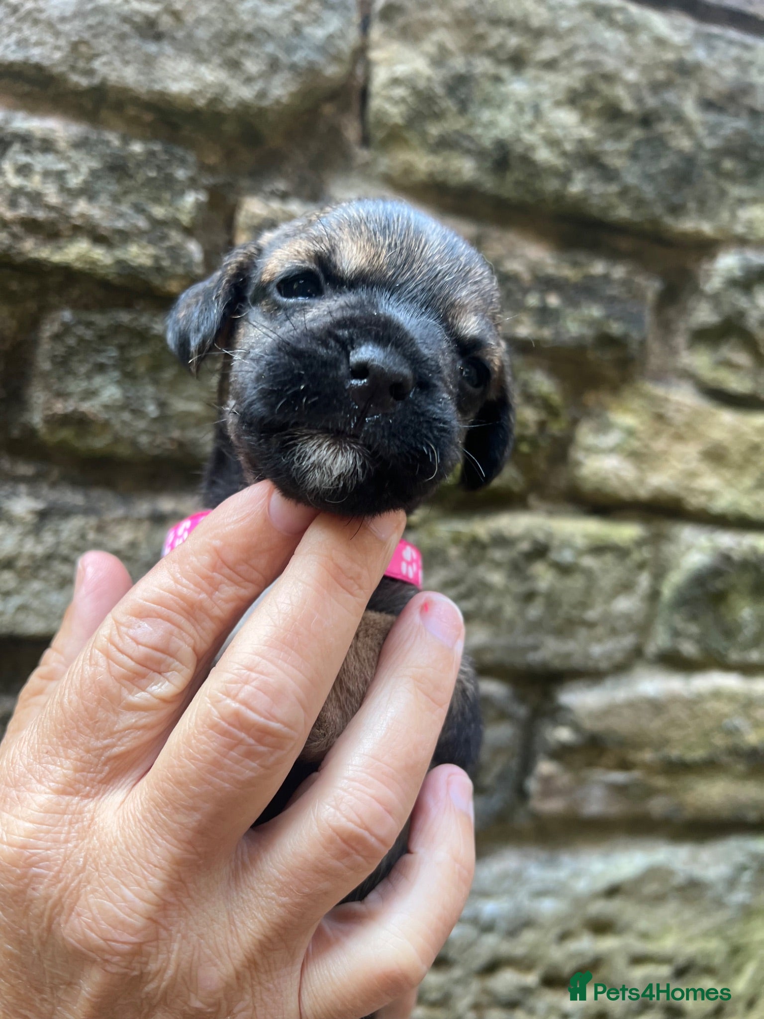 Border Terrier dogs Absolutely Top Quality Border Terriers - Advert 2