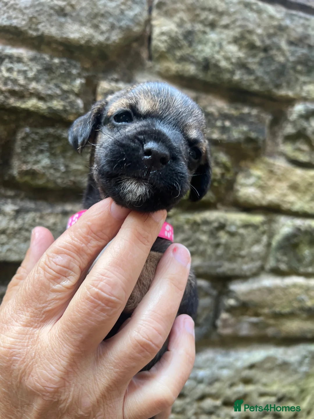 Border Terrier dogs for sale: Absolutely Top Quality Border Terriers - Advert 2