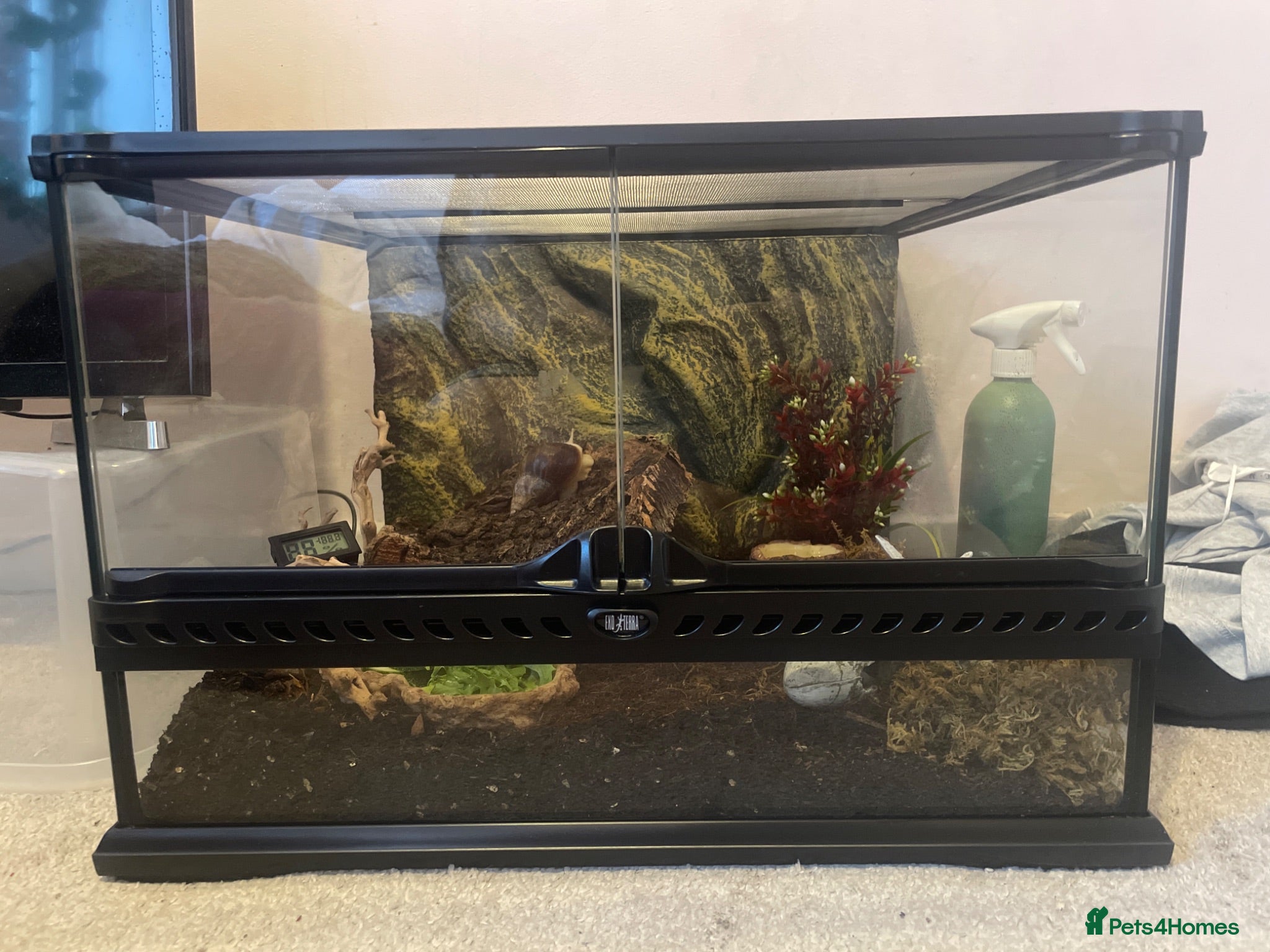 Mixed Breed reptiles Giant African land snail, and full set up - Advert 8