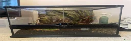 Mixed Breed reptiles for sale: Giant African land snail, and full set up in Slough - Advert 1