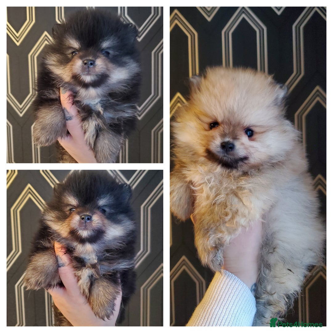 Pomeranian dogs for stud: Kc Pomeranian For Stud Duties - Advert 25