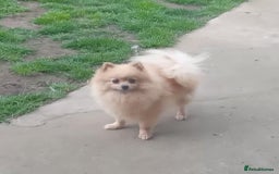 Pomeranian dogs for sale: Beautiful 5-Month-Old Pomeranian Girl for Sale  - Image 10