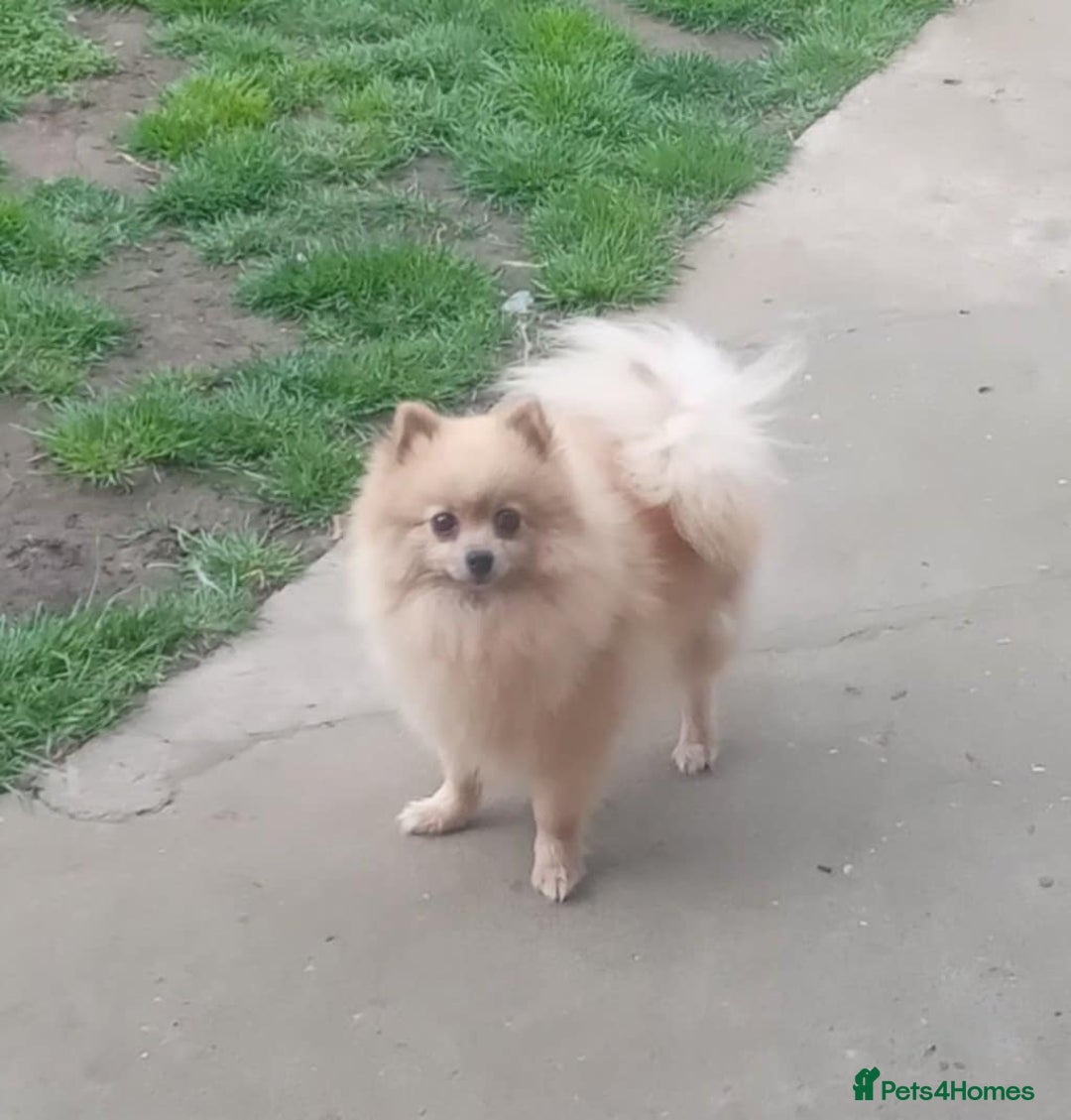 Pomeranian dogs for sale: Beautiful 5-Month-Old Pomeranian Girl for Sale  - Image 10