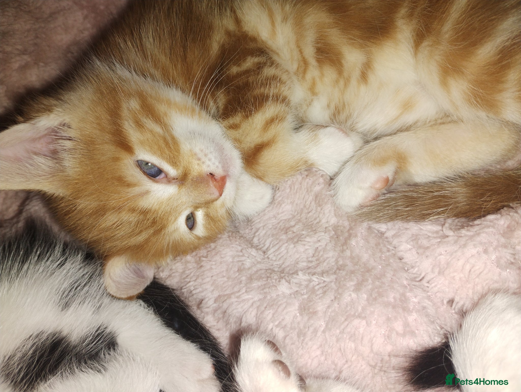 Mixed Breed cats Three cuties ready for new homes  - Advert 5