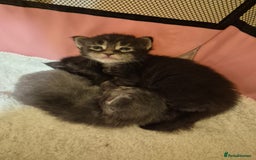 Maine Coon cats for sale: 5 week old Pure Bred Maine Coons for sale. - Image 19