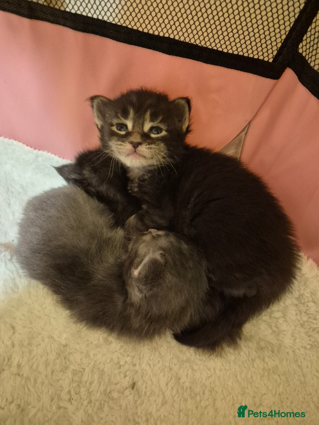 Maine Coon cats for sale: 5 week old Pure Bred Maine Coons for sale. - Image 19