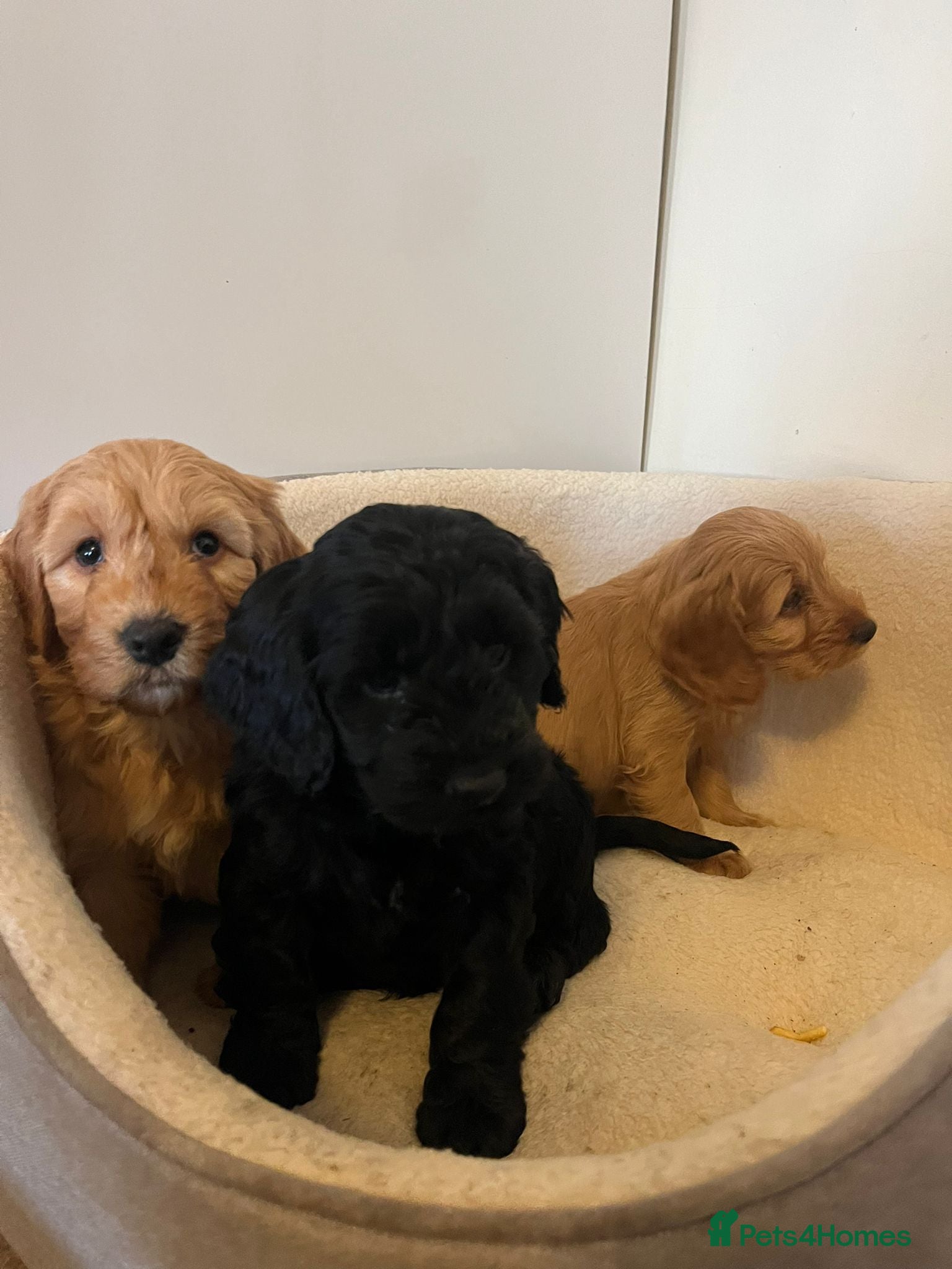 Cockapoo dogs Beautiful puppies  - Advert 18