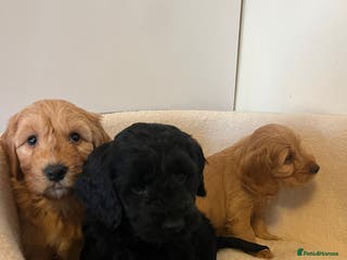 Cockapoo dogs Beautiful puppies - Advert 3