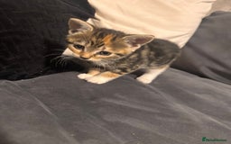 Mixed Breed cats for sale: 2 girl kittens  - Image 4
