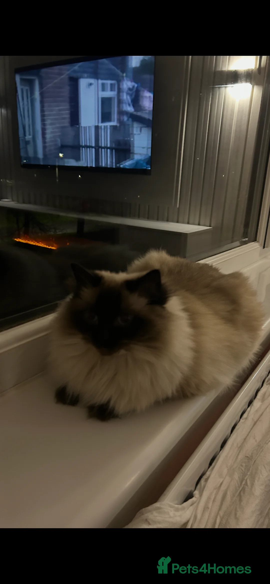 Ragdoll cats for sale: GCCF registered retired female Ragdoll  - Advert 2