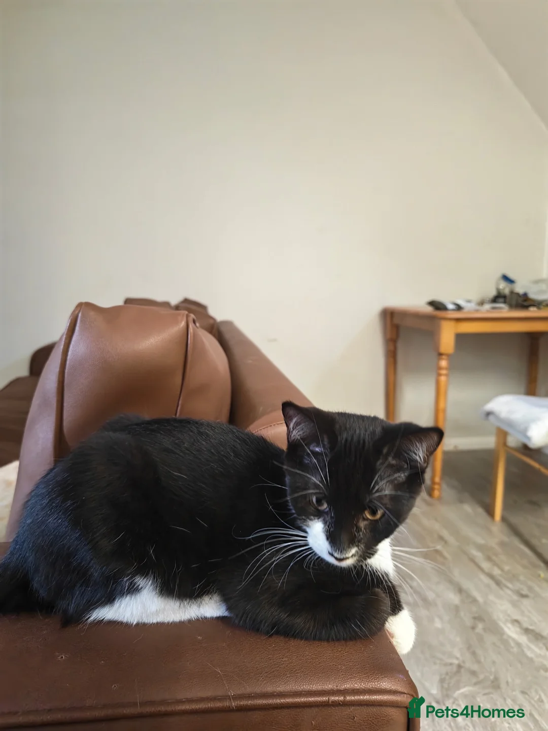 Mixed Breed cats for sale: Kittens for sale  - Advert 3