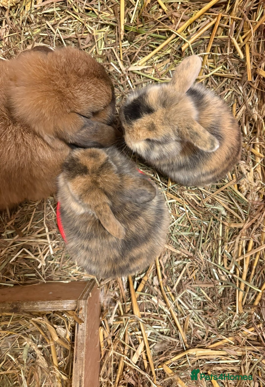 Mini Lop rabbits for sale: Bonded Mini Lop Harlequin Pair. Sold Together Only - Advert 15