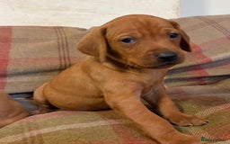 Mixed Breed dogs for sale: Hungarian Vizsla - Image 15