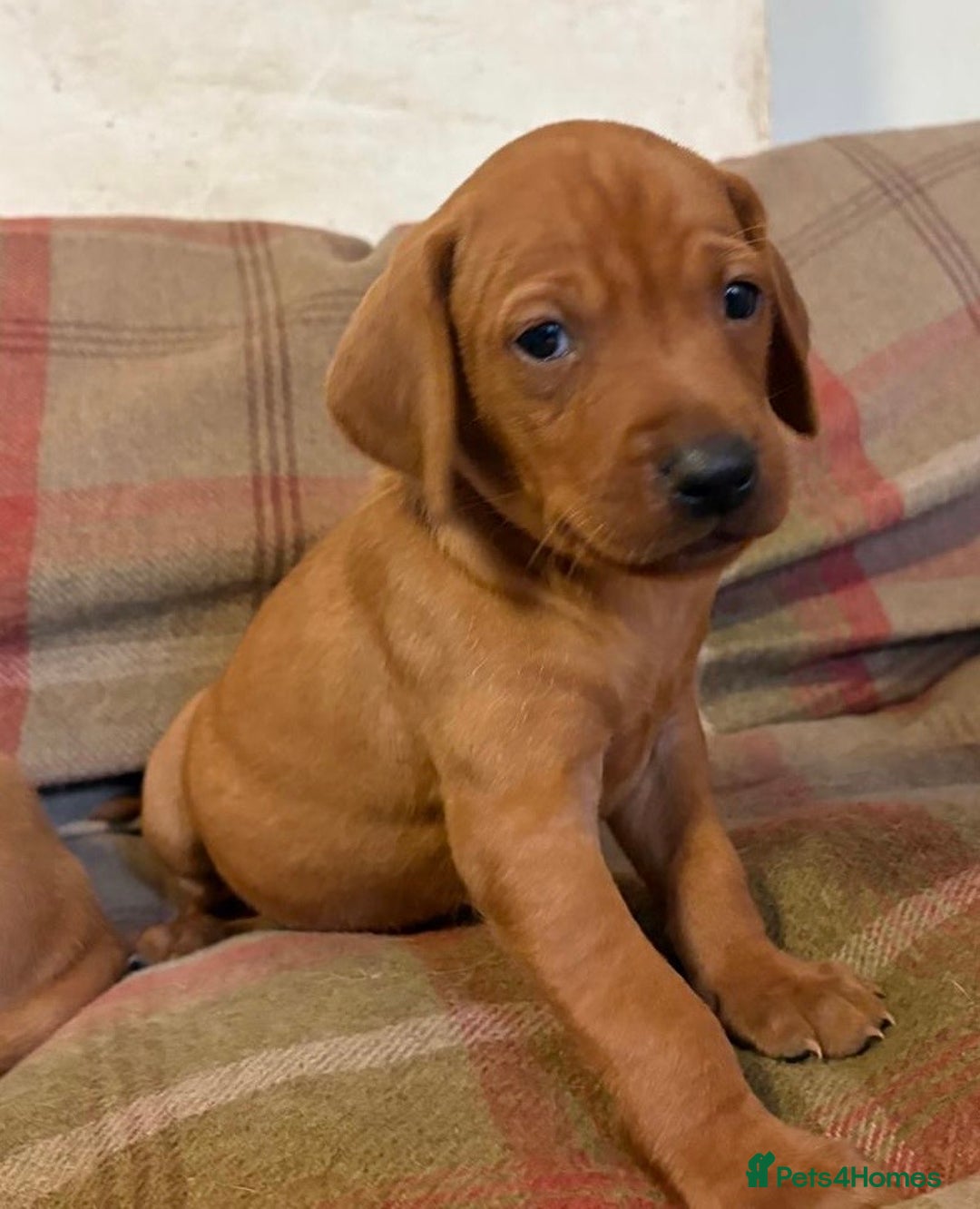Mixed Breed dogs for sale: Hungarian Vizsla - Image 15