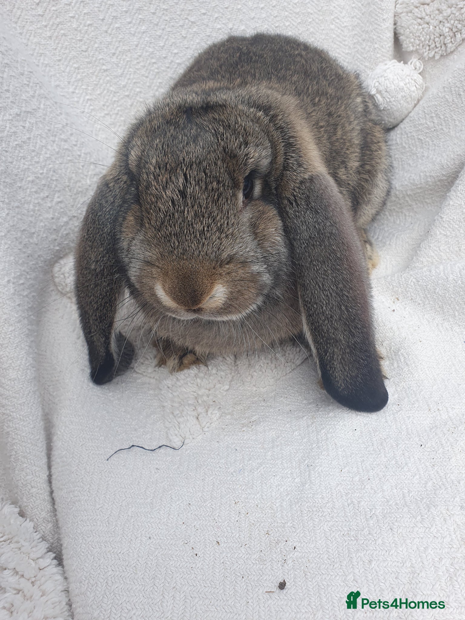 French Lop rabbits Vaccinated Giant French Lops - Advert 1