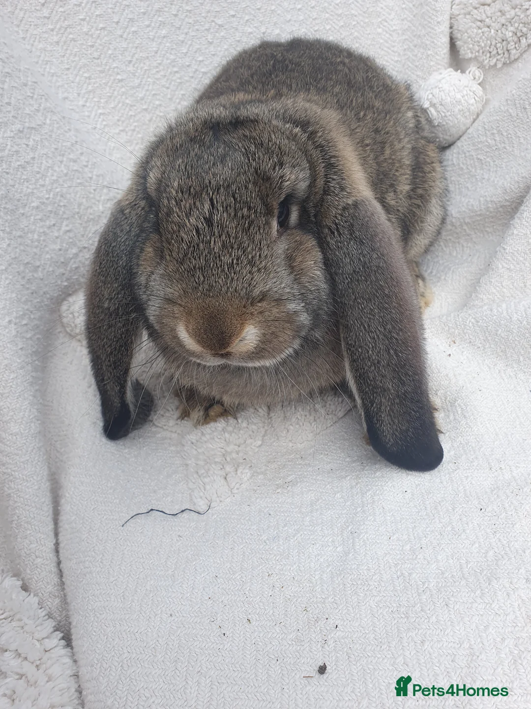 French Lop rabbits for sale: Vaccinated Giant French Lops - Advert 1