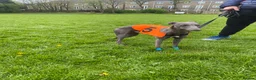 Whippet dogs for stud: KC Registered Blue Whippet Proven Stud Dog in Barnsley - Advert 9
