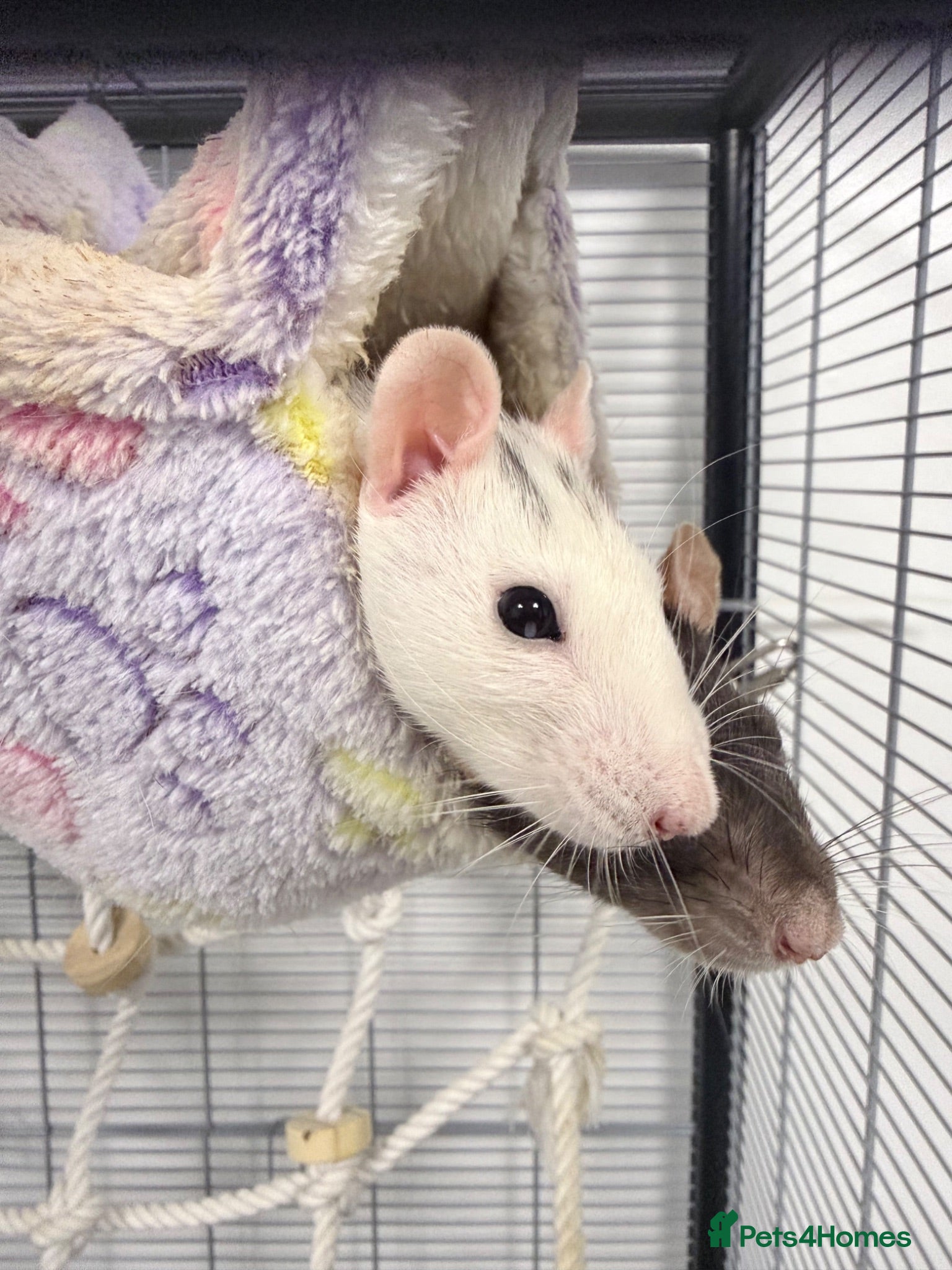 Rat rodents 3 female rats with everything you need - Advert 1