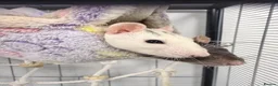 Rat rodents for sale: 3 female rats with everything you need - Advert 1