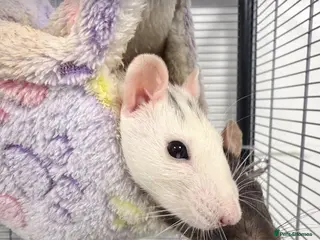 Rat rodents 3 female rats with everything you need - Advert 1