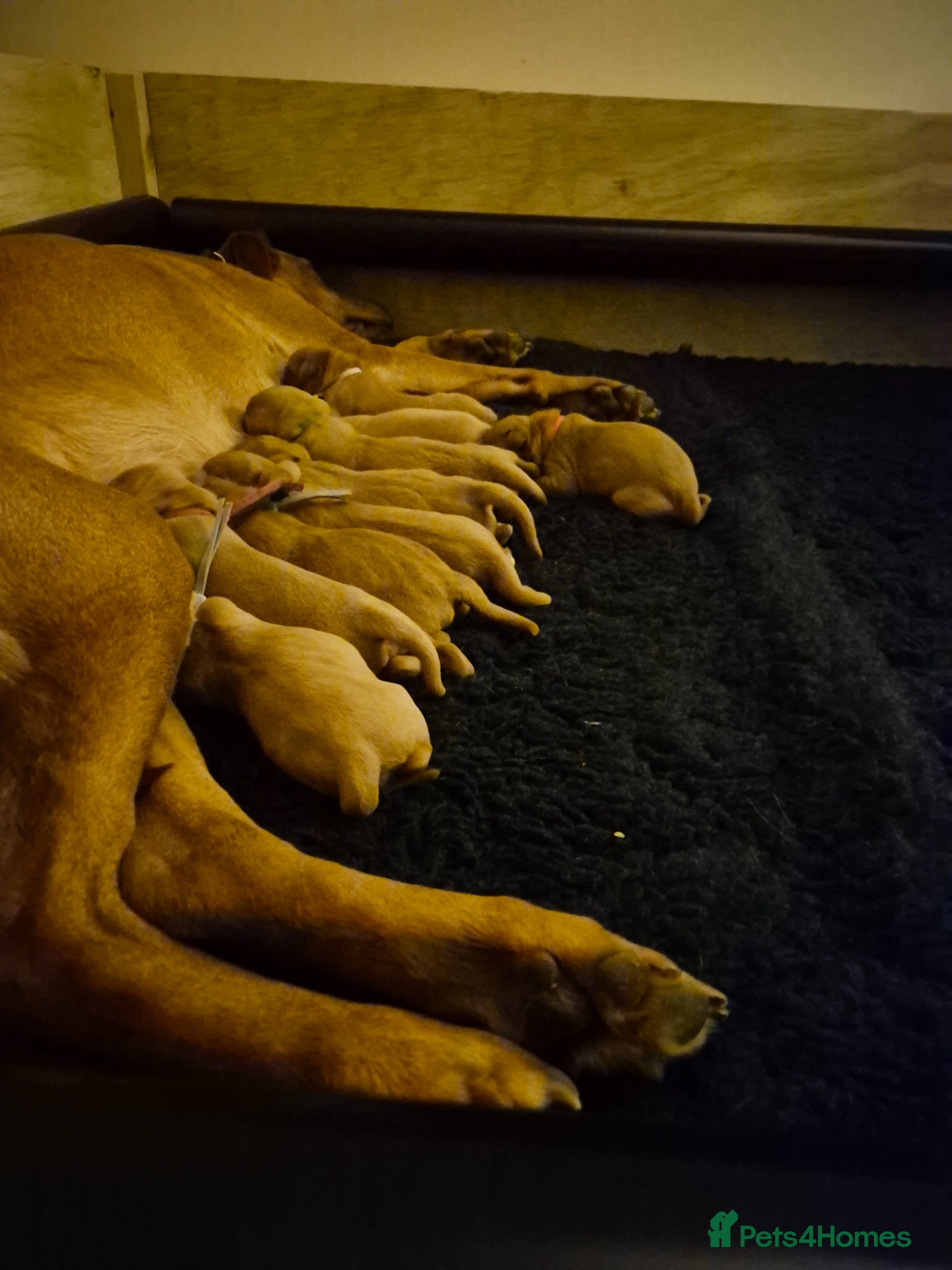 Labrador Retriever dogs **2 left** KC fox red labrador retriever puppies - Advert 14