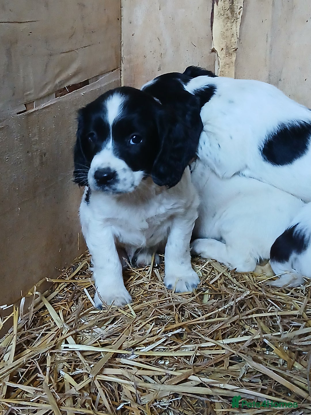 English Springer Spaniel dogs for sale: SPRINGER SPANIELS 4 GIRLS AND 2 BOYS AVAILABLE  - Advert 8