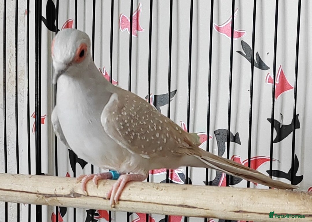 Doves birds for sale: Beautiful Diamond Doves - Advert 3