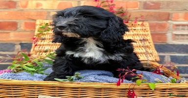 Australian Labradoodle dogs - Advert 5
