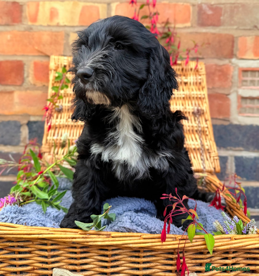 Australian Labradoodle dogs for sale: Australian labradoodle** READY TO GO** - Image 3