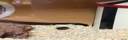 King Snake reptiles for sale: Mexican king snake  in Hartlepool - Advert 3